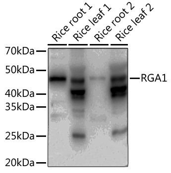 RGA1 Polyclonal Antibody (CAB19214)