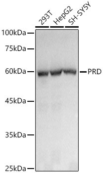 PRD Monoclonal Antibody (CAB21120)