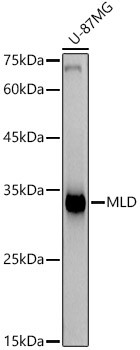 MLD Monoclonal Antibody (CAB21128)