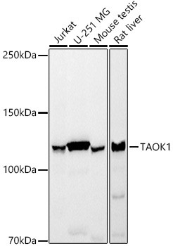 TAOK1 Monoclonal Antibody (CAB21157)