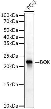 BOK Monoclonal Antibody (CAB21196)