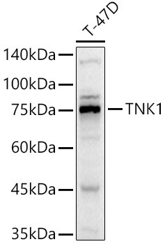 TNK1 Polyclonal Antibody (CAB21300)