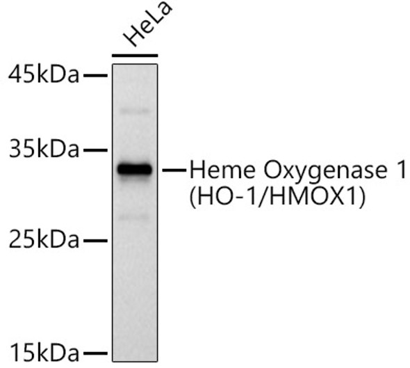 Heme Oxygenase 1 (HO-1/HMOX1) Polyclonal Antibody (CAB21452) Heme Oxygenase 1 (HO-1/HMOX1) Polyclonal Antibody (CAB21452)