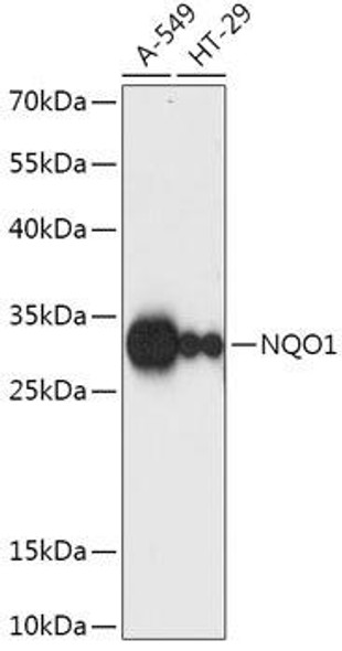 Anti-NQO1 Antibody (CAB1518)