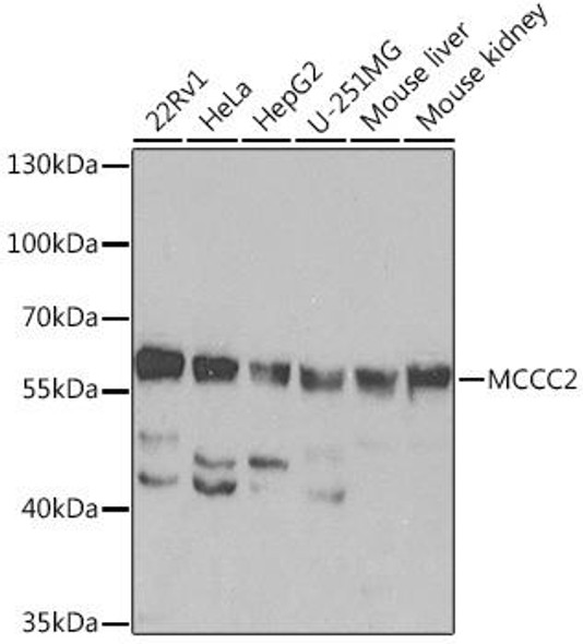 Anti-MCCC2 Antibody (CAB15181)