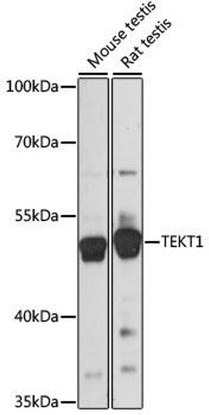 Anti-TEKT1 Antibody (CAB15232)