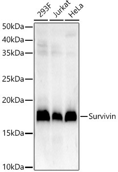 Survivin Monoclonal Antibody (CAB22034)