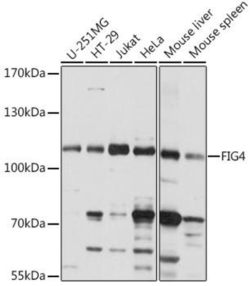 Anti-FIG4 Antibody (CAB15372)