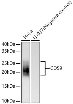 CD59 Monoclonal Antibody (CAB22667)