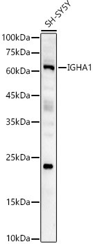 IGHA1 Polyclonal Antibody (CAB8708)