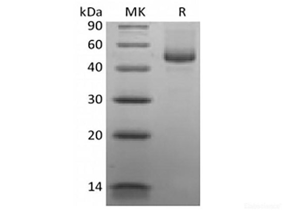 Recombinant Human CD27 Ligand/TNFSF7/CD70 (C-mFc) (RPES6210)