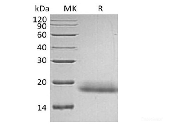 Recombinant Human CD99/MIC2 (C-6His) (RPES6228)