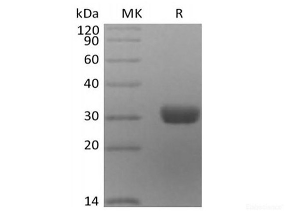 Recombinant Human Angiopoietin-2/ANG2 (C-6His) (RPES6266)