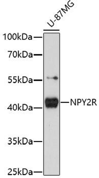 Anti-NPY2R Antibody (CAB16934)