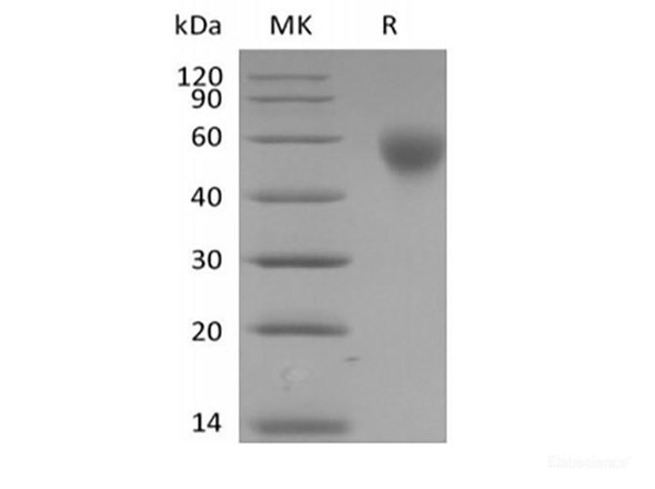 Recombinant Human SLAM family member 1/SLAMF1/CD150 (C-6His-Avi) Biotinylated (RPES6349)