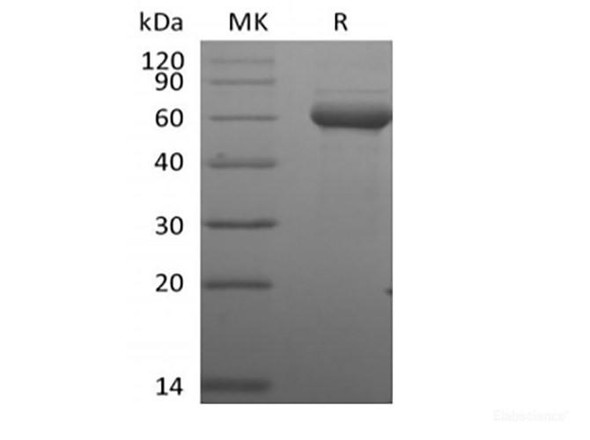 Recombinant Human Butyrophilin Subfamily 3 Member A1/BTN3A1 (C-Fc-Avi) Biotinylated (RPES6351)
