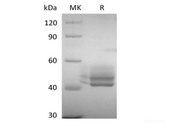 Recombinant Human CD3E&CD3G Heterodimer (C-Fc-6His&C-Fc-Flag) (RPES6363)