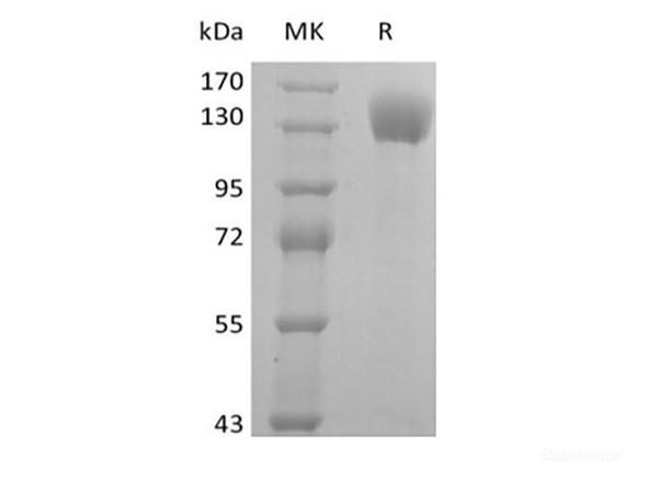 Recombinant Human P-selectin/CD62P (C-Fc) (RPES6373)
