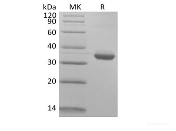Recombinant Human IgG1 Fc Biotinylated (RPES6374)