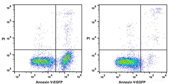 Annexin V-EGFP Recombinant Protein (His Tag) (RPES6525)
