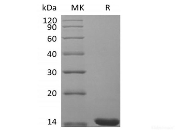 Recombinant Mouse Fibroblast Growth Factor 4/FGF-4 (RPES6647)