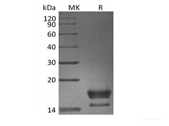 Recombinant Cynomolgus GITR Ligand/TNFSF18 (C-6His) (RPES6766)