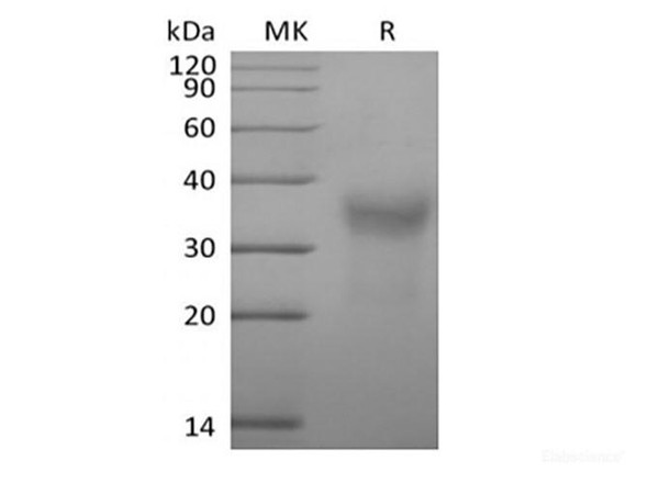 Recombinant Cynomolgus CD7/Leu-9 (C-6His) (RPES6790)