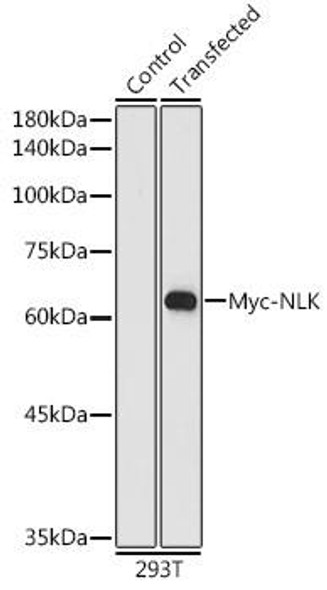 HRP-conjugated Mouse anti Myc-Tag Monoclonal Antibody (CABE026)