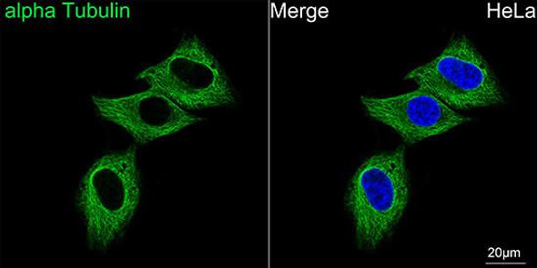 FITC-conjugated Goat anti-Mouse IgG (H+L) (CABS001)
