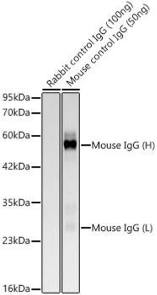 HRP-conjugated Donkey anti-Mouse IgG (H+L) (CABS033)