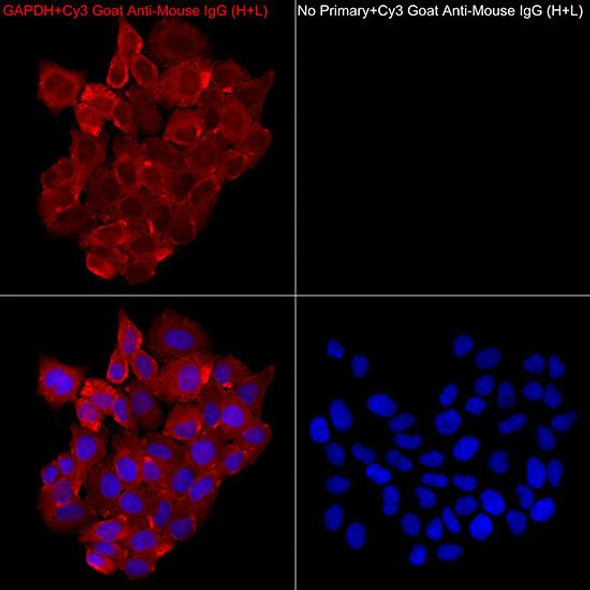 Cy3-conjugated Goat anti-Mouse IgG (H+L) (CABS008)