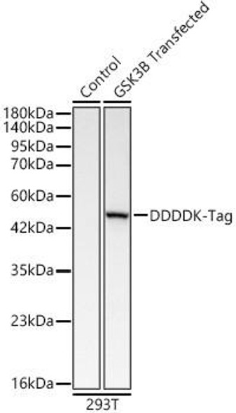 Rabbit anti DDDDK-Tag Polyclonal Antibody (CABE004)