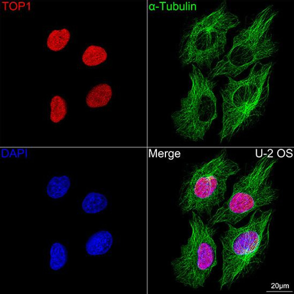 Cy3-conjugated Goat anti-Rabbit IgG (H+L) (CABS007)