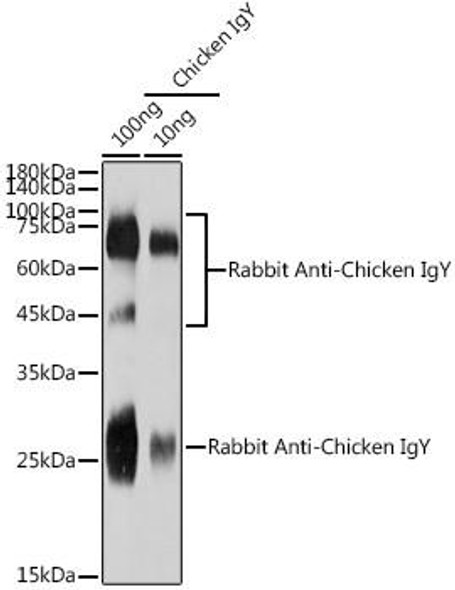 Rabbit Anti-Chicken IgY (H+L) (CABS082)