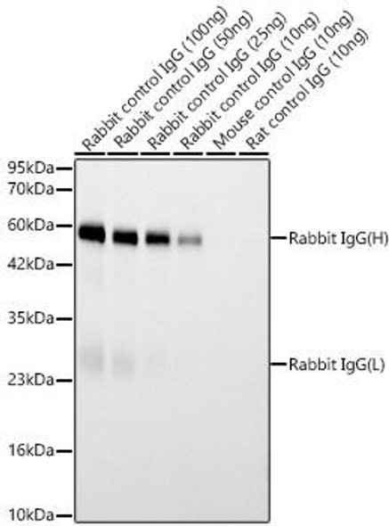 Goat Anti-Rabbit IgG(H+L) (CABS070)