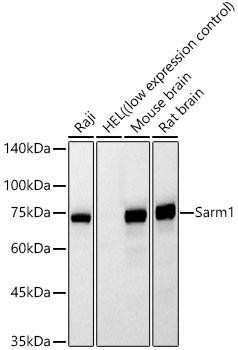 Sarm1 Mouse Monoclonal Antibody (CAB23440)