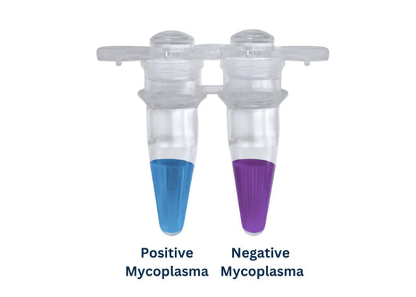 Rapid Mycoplasma Detection Kit (MORV0011)