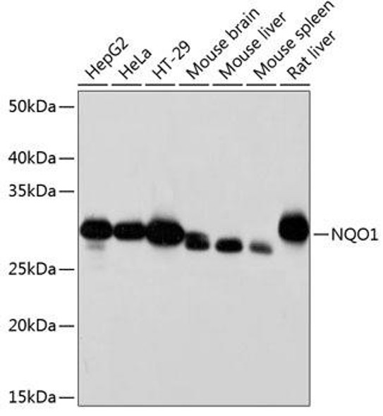 Anti-NQO1 Antibody (CAB19586)