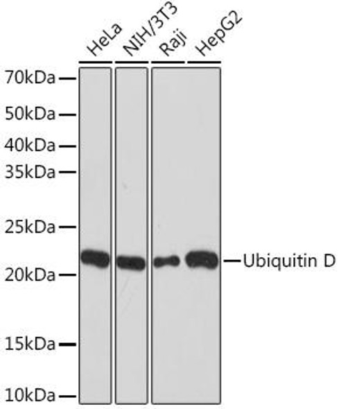 Anti-Ubiquitin D Antibody (CAB9005)