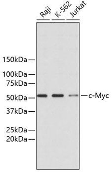 Anti-c-Myc Antibody (CAB11911)