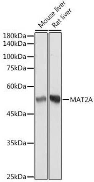 Anti-MAT2A Antibody (CAB19272)