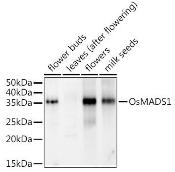 Anti-OsMADS1 Antibody (CAB20328)