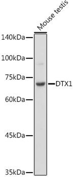 Anti-DTX1 Antibody (CAB20499)