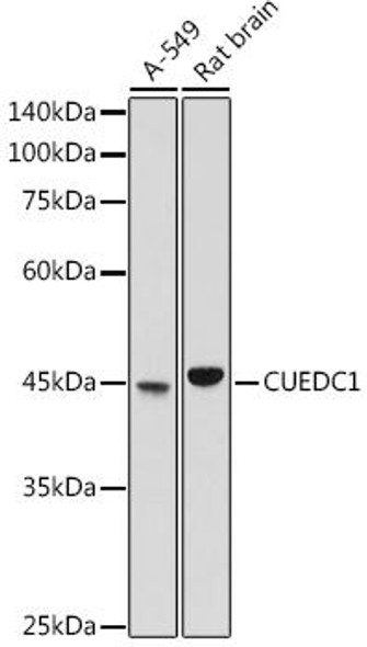 Anti-CUEDC1 Antibody (CAB20564)