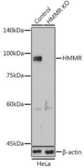 Anti-HMMR Antibody (CAB12445)[KO Validated]