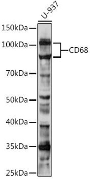 Anti-CD68 Antibody (CAB15037)
