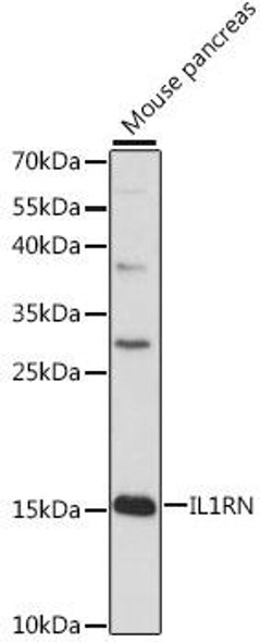 Anti-IL-1RN Antibody (CAB16385)