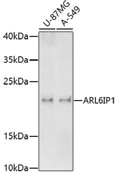 Anti-ARL6IP1 Antibody (CAB17107)