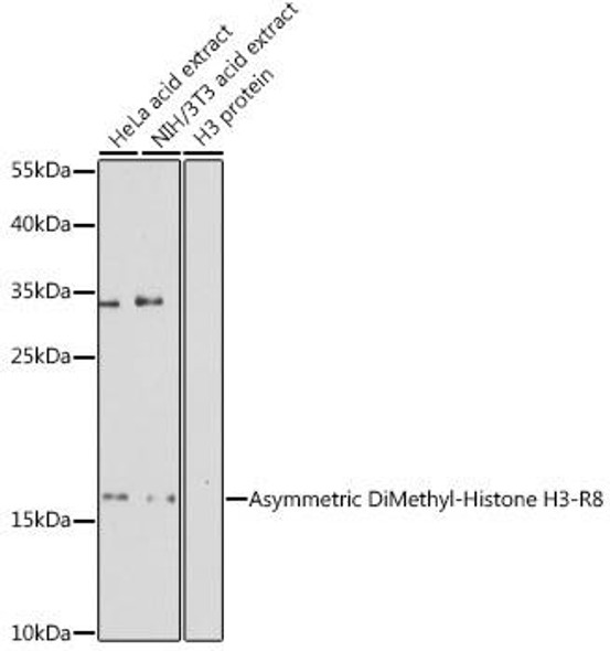 Anti-Asymmetric DiMethyl-Histone H3-R8 Antibody (CAB3157)