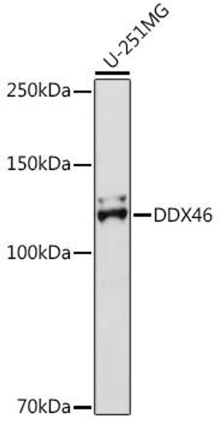 Anti-DDX46 Antibody (CAB18494)